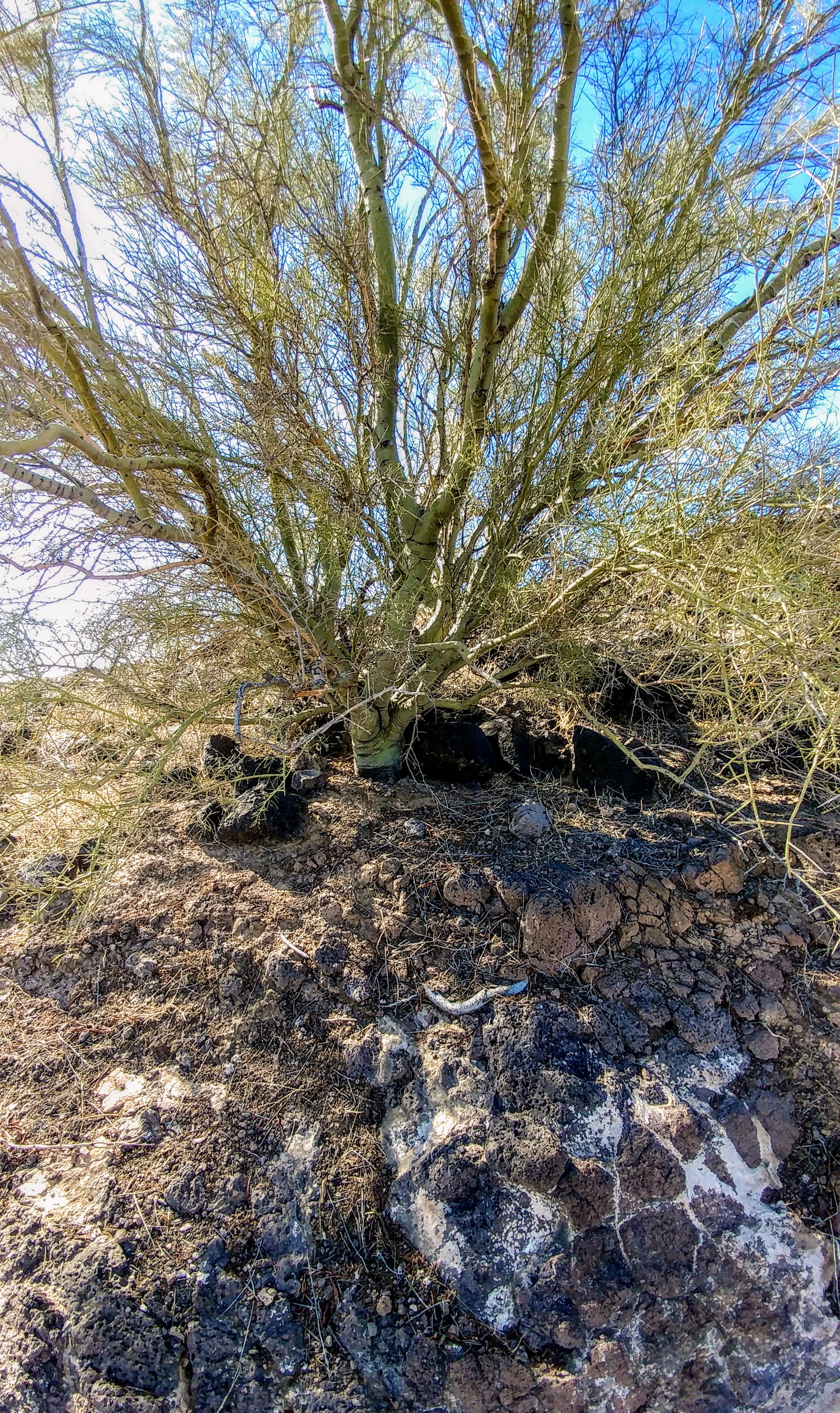 Palo Verde at the side of the trail