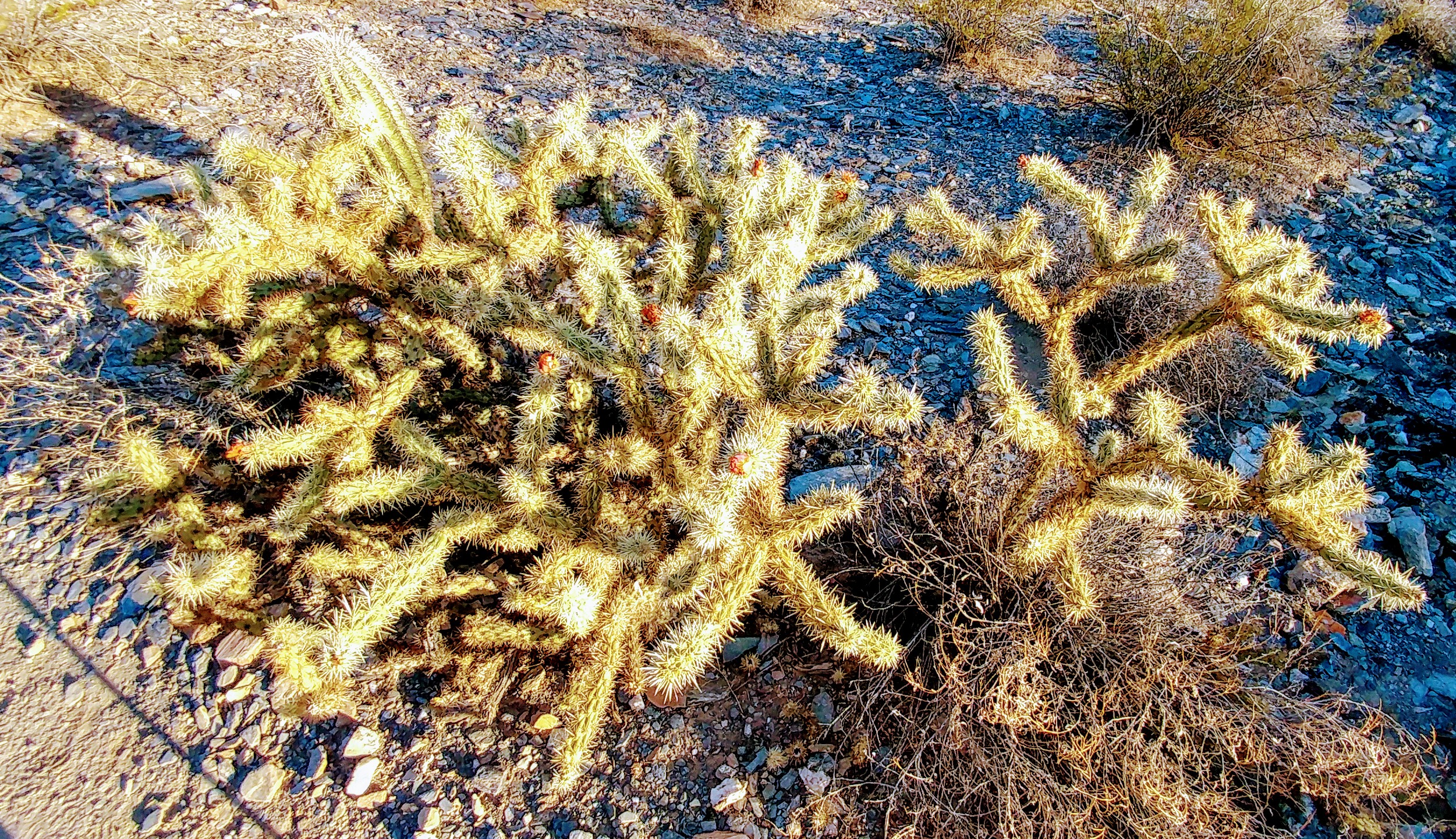 Prickley Pear on the trail